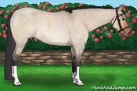 Horse Color:Brown Roan Dun Rabicano 