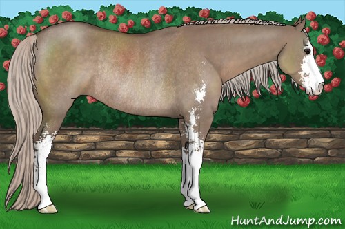 Horse Color:Silver Grullo Sabino Rabicano