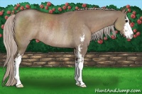 Horse Color:Silver Grullo Sabino Rabicano