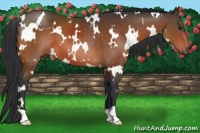 Horse Color:White Spotted Brown 