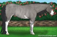 Horse Color:Grullo Roan Sabino Rabicano