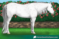 Horse Color:Black Sabino 