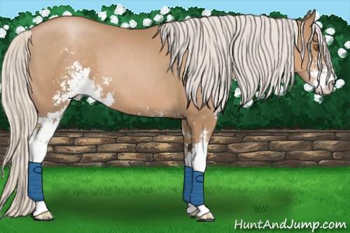 Horse Color:Silver Black Pearl Sabino 