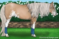 Horse Color:Silver Black Pearl Sabino 