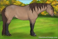 Horse Color:Bay Dun Appaloosa 
