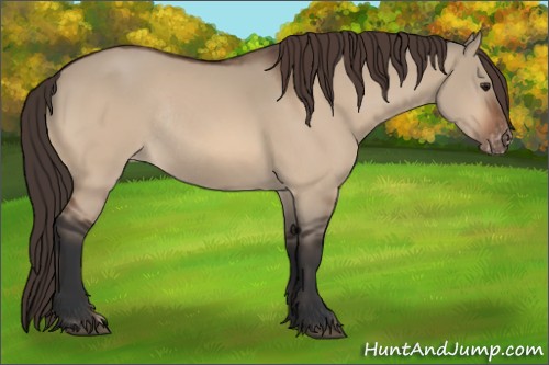 Horse Color:Bay Dun Appaloosa Rabicano 