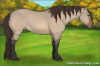 Horse Color:Bay Dun Appaloosa Rabicano