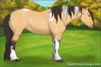 Horse Color:Buckskin Dun Tobiano Rabicano 