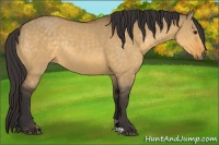 Horse Color:Buckskin Dun Rabicano 