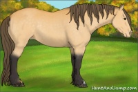Horse Color:Buckskin Appaloosa Rabicano 