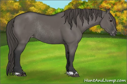 Horse Color:Grullo Varnish Rabicano