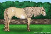 Horse Color:White Spotted Red Dun Frame 