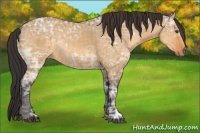 Horse Color:Buckskin Ice Dun Rabicano 
