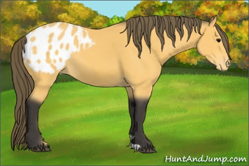 Horse Color:Buckskin Appaloosa Rabicano 
