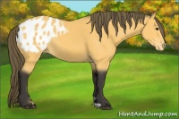 Horse Color:Buckskin Appaloosa Rabicano 