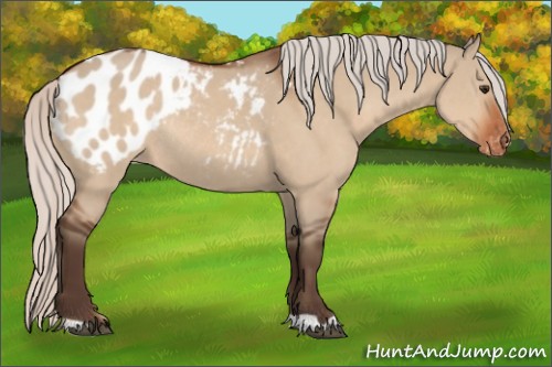 Horse Color:Silver Brown Dun Appaloosa Rabicano