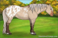 Horse Color:Silver Brown Dun Appaloosa Rabicano