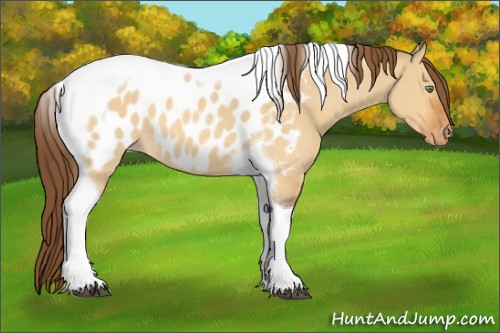 Horse Color:Buckskin Roan Dun Tobiano Appaloosa 