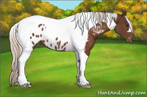 Horse Color:Silver Buckskin Tobiano Appaloosa 