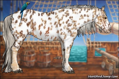 Horse Color:Bay Tobiano Appaloosa  and White Spotted Palomino Roan Frame Appaloosa 