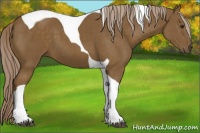 Horse Color:Chocolate Palomino Tobiano 
