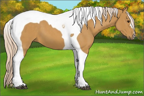 Horse Color:Palomino Tobiano 