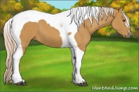 Horse Color:Palomino Tobiano 