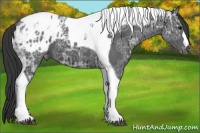 Horse Color:Black Ice Tobiano Appaloosa