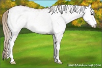 Horse Color:White Spotted Silver Buckskin Appaloosa 