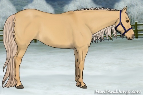 Horse Color:Palomino Dun