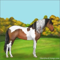 Horse Color:Bay Tobiano 