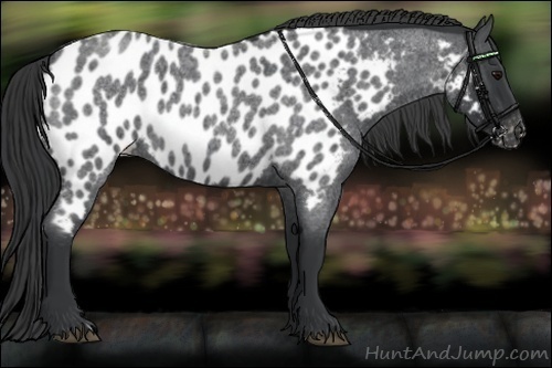 Horse Color:Blue Roan Near Leopard 