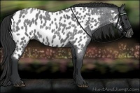 Horse Color:Blue Roan Near Leopard