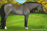 Horse Color:Gray Grullo