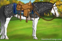 Horse Color:Black Splash Appaloosa 
