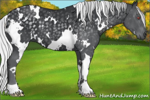Horse Color:Unknown 