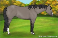 Horse Color:Grullo Sabino 