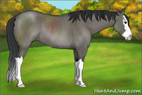 Horse Color:Grullo Sabino Splash Rabicano