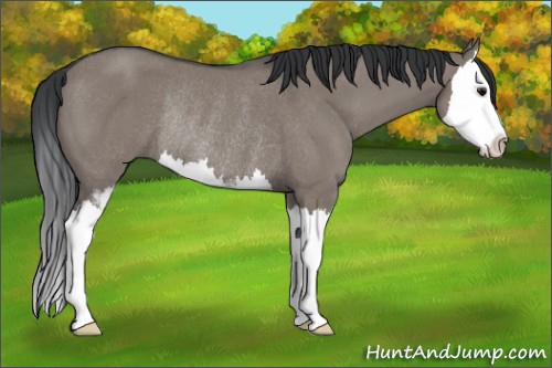 Horse Color:Grullo Sabino Splash Rabicano 