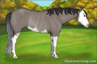 Horse Color:Grullo Sabino Splash Rabicano