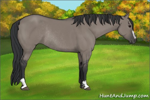 Horse Color:Grullo Sabino Rabicano