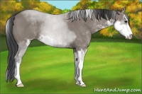 Horse Color:Grullo Sabino Rabicano