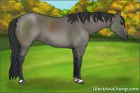 Horse Color:Grullo 