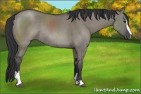 Horse Color:Grullo Sabino Rabicano 