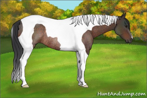Horse Color:Brown Tobiano Rabicano