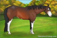 Horse Color:Bay Sabino 