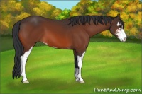 Horse Color:Bay Sabino