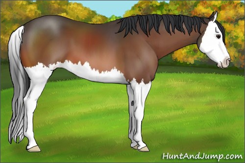 Horse Color:Brown Sabino Splash