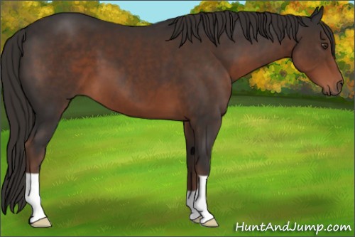 Horse Color:Liver Chestnut
