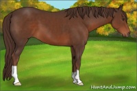 Horse Color:Liver Chestnut
